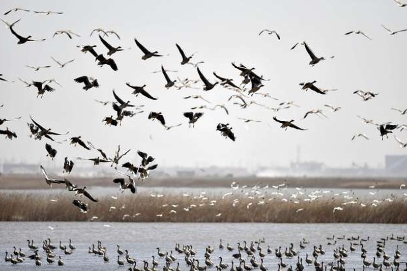 V Severni Ameriki je število ptic upadlo skoraj za tretjino (foto: STA/Xinhua)