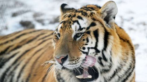 Zgodilo se je v Rusiji: Tiger je ubil lovca!