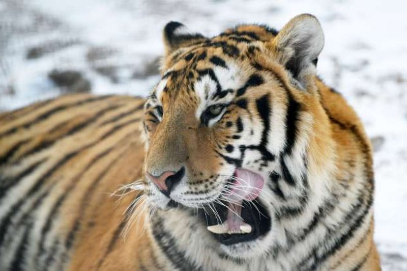 Zgodilo se je v Rusiji: Tiger je ubil lovca! (foto: STA)