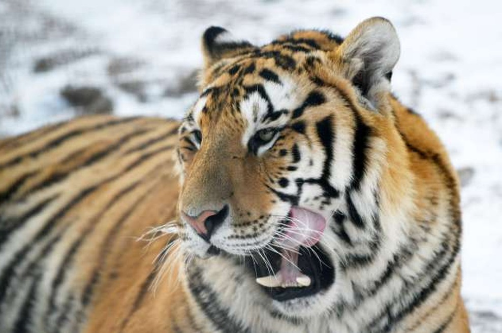 Zgodilo se je v Rusiji: Tiger je ubil lovca! (foto: STA)