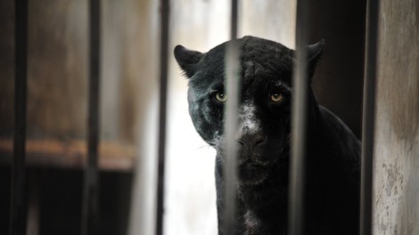 Črno panterko, ki so jo rešili s strehe v Franciji, spet ukradli iz živalskega vrta!