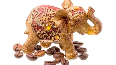 Ali ste vedeli: Najdražjo kavo na svetu pridelujejo sloni!
