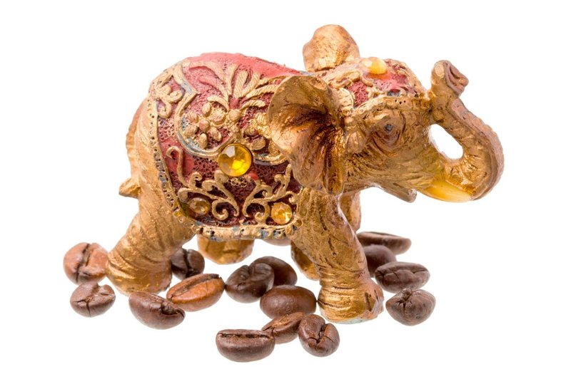 Ali ste vedeli: Najdražjo kavo na svetu pridelujejo sloni! (foto: profimedia)
