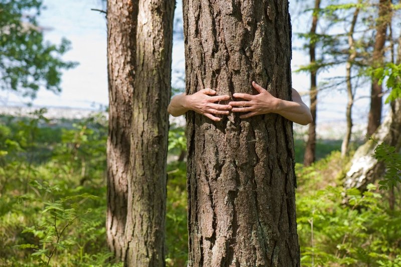 Rudi Beiser o tem, kako se srečati z božansko energijo drevesa! (foto: profimedia)