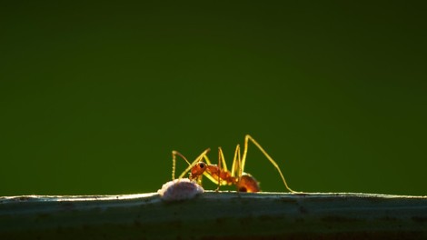 Tudi mravlje so hitre: Najhitrejša preteče 85 cm na sekundo