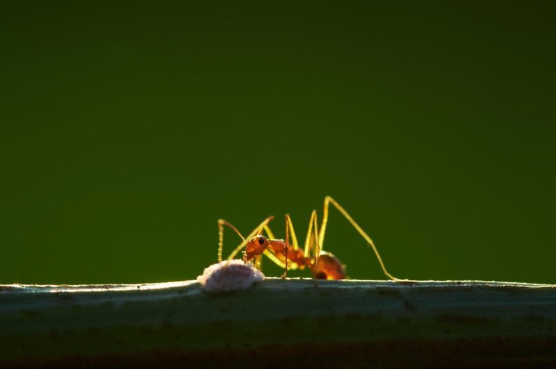 Tudi mravlje so hitre: Najhitrejša preteče 85 cm na sekundo (foto: Profimedia)