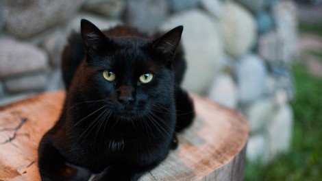Pozabite na srednjeveško vraževerje! Ni srečnega doma brez črne mačke!