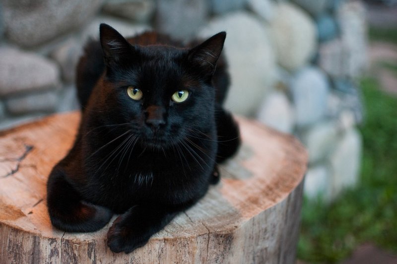 Pozabite na srednjeveško vraževerje! Ni srečnega doma brez črne mačke! (foto: Profimedia)
