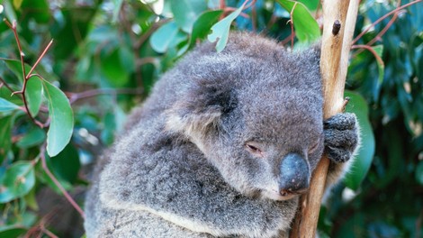 V požarih v Avstraliji verjetno poginilo več kot 2000 koal
