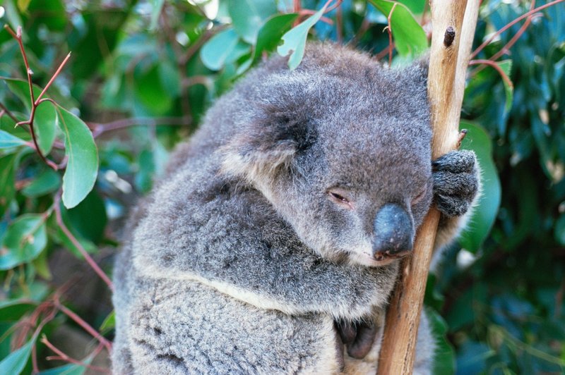 V požarih v Avstraliji verjetno poginilo več kot 2000 koal (foto: Profimedia)