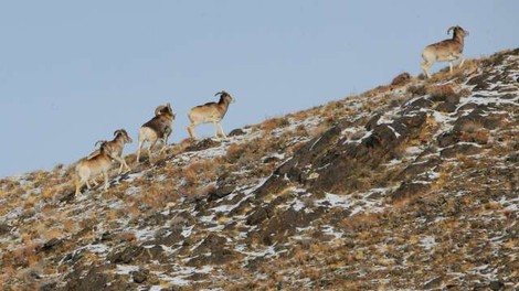 Trump mlajši je v Mongoliji ustrelil ogroženo vrsto ovce