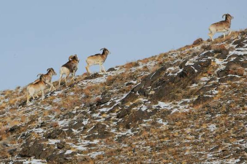 Trump mlajši je v Mongoliji ustrelil ogroženo vrsto ovce (foto: STA/Xinhua)