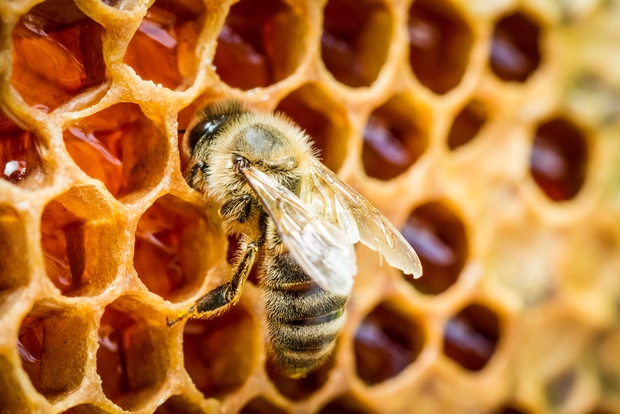 Ob dnevu prihodnosti bodo postavili 4 učne čebelnjake (poznate pomen čebel za našo prihodnost?) (foto: SHUTTERSTOCK)