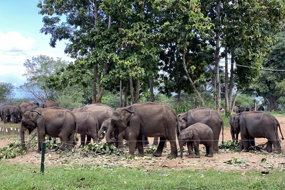 Na Šrilanki so lahko občudovali slone ...