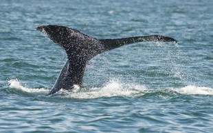 V Dalmaciji v morju opazili več kitov