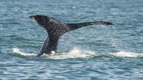 V Dalmaciji v morju opazili več kitov