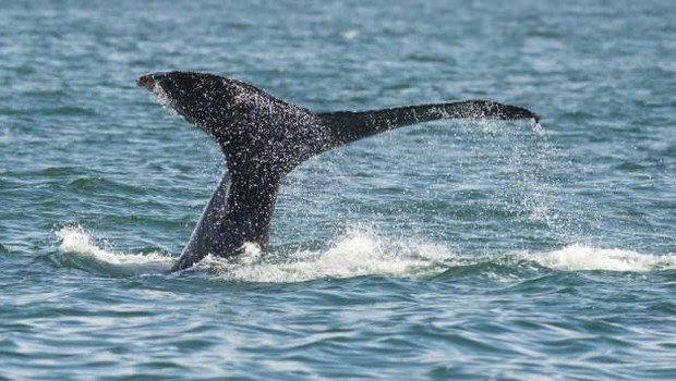 V Dalmaciji v morju opazili več kitov (foto: STA)