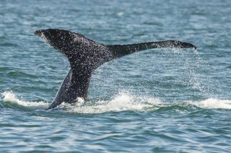 V Dalmaciji v morju opazili več kitov (foto: STA)