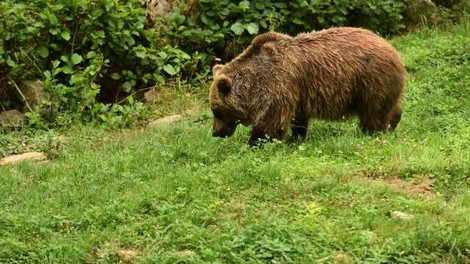 V okolici Škofljice medved napadel 56-letnega moškega