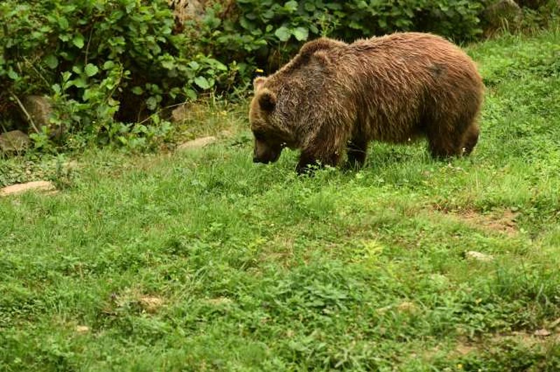 V okolici Škofljice medved napadel 56-letnega moškega (foto: STA)