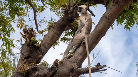 Scenarij kot iz Planeta opic: v Indiji opice iz laboratorija ukradle covid vzorce
