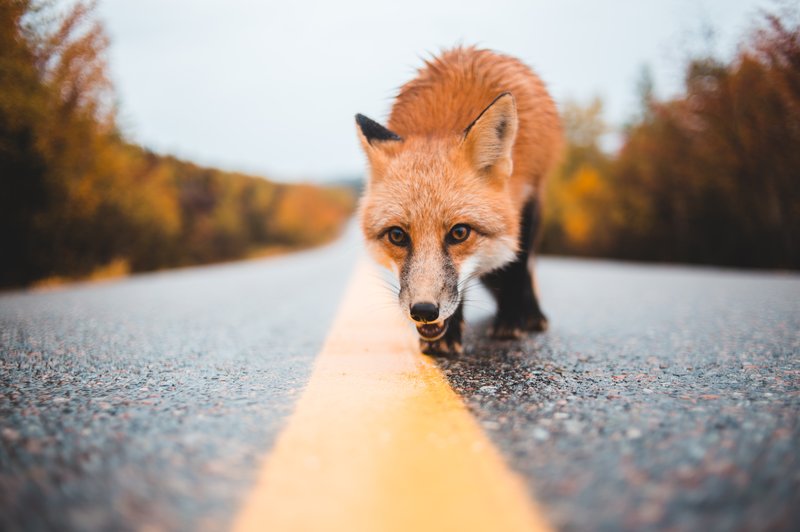 Če na poti srečujete te živali, prejemate pomembna sporočila (foto: Pexels)