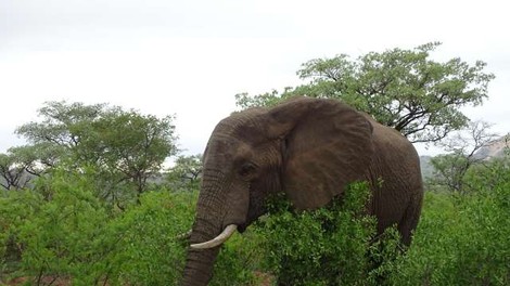 Rešena skrivnost nedavnega množičnega pogina slonov v Bocvani