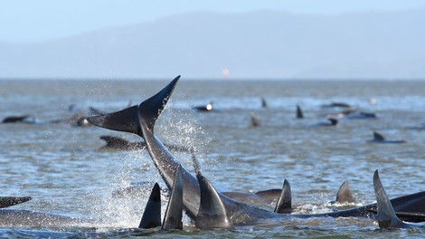 Na obali Tasmanije poginilo že 90 od skupno 270 kitov, ki so tam nasedli v ponedeljek