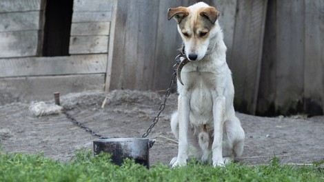 Grški parlament sprejel zakon, po katerem lahko zaradi mučenja živali pozameznika doleti 10-letna zaporna kazen