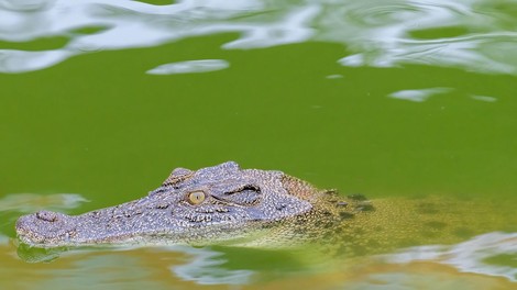Nenavadno odkritje: na otoku Vis so našli krokodila