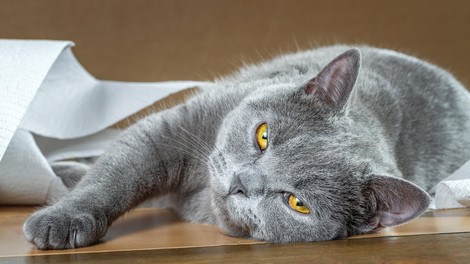 Zakaj vam vaša mačka vsepovsod sledi (tudi, ko greste na WC)?