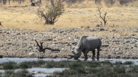 Biotska raznovrstnost (ali zakaj naj človeštvo skrbi, če izumre črni nosorog)!