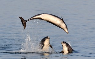 Srhljivi posnetki poboja delfinov, ni za občutljive želodce