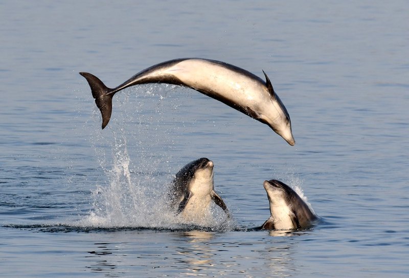 Srhljivi posnetki poboja delfinov, ni za občutljive želodce (foto: Profimedia)