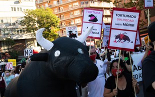 »To ni umetnost, to ni kultura!« V Madridu glasni protesti proti bikoborbam