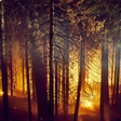 Sašo Dolenc: "Širjenje epidemije lahko primerjamo z gozdnim požarom ..."