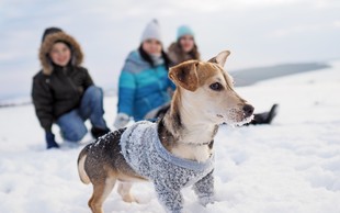Kako mrzlo je premrzlo za sprehod z vašim pasjim prijateljem