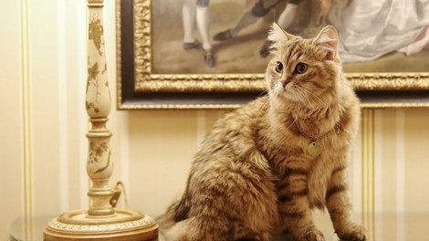 Spoznajte mačko s kraljevskim imenom, ki živi v hotelu s petimi zvezdicami