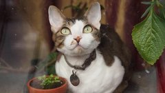 Simbolika mačk: Kaj predstavljajo mačke v spiritualnem svetu?