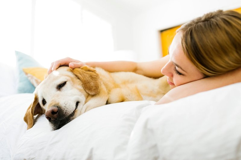 To je 6 pasem psov, ki zelo pozitivno vplivajo na duševno zdravje lastnikov (imate takega kužka tudi vi?) (foto: Profimedia)
