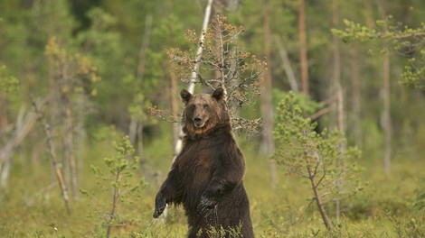 Je to res? Tuji turisti slovenskim lovcem plačujejo bajne vsote za odstrel medveda