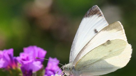 Kaj pomeni, če vidite belega metulja