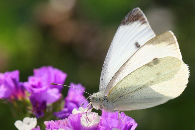 Kaj pomeni, če vidite belega metulja (foto: Profimedia)