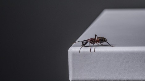 Tako se boste najlažje znebili mravelj in pri tem ne potrebujete nobenih kemikalij!
