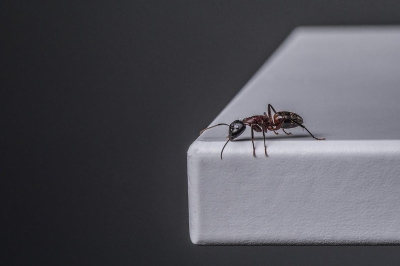 Tako se boste najlažje znebili mravelj in pri tem ne potrebujete nobenih kemikalij! (foto: Profimedia)