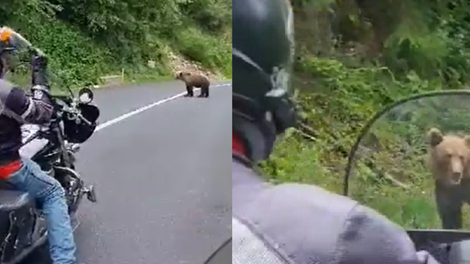 Groza na poti, slovenska motorista iz oči v oči z medvedko: "Name gre!" (VIDEO)