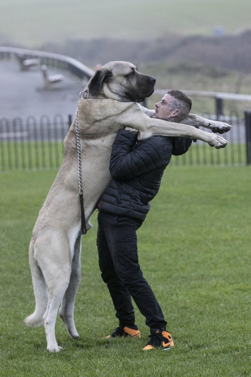 Pes Abu je večji kot Shaquille O'Neal.