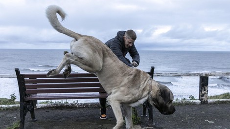 Največji pes v Veliki Britaniji na dan poje 3 kilograme mesa