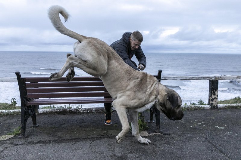 Največji pes v Veliki Britaniji na dan poje 3 kilograme mesa (foto: Profimedia)