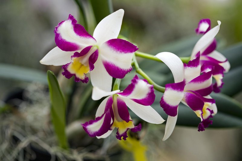 Orhidej so že od nekdaj ena najbolj priljubljenih cvetlic.